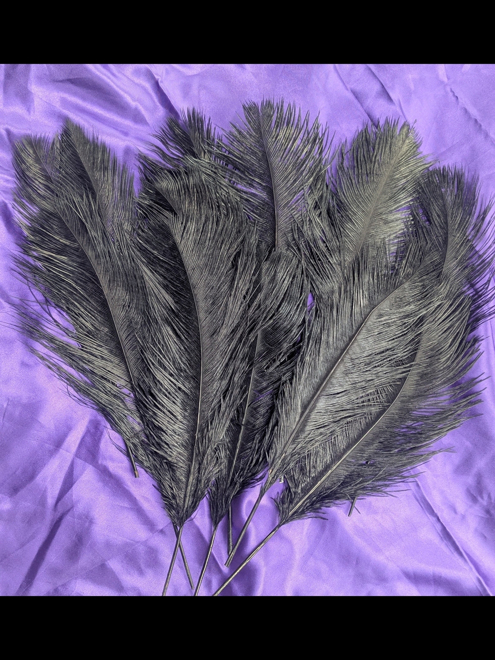 Black Decorative Ostrich Feathers 14 To 16 Inch Plumes Absolutely Beautiful